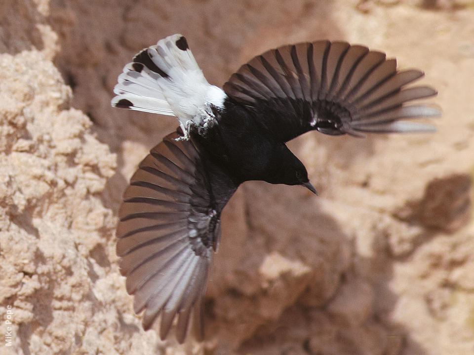White crowned Wheatear